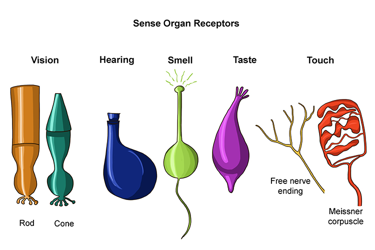 What Types Of Sensations Do Sensory Receptors Detect What Is The Function Of The Sensory Receptors